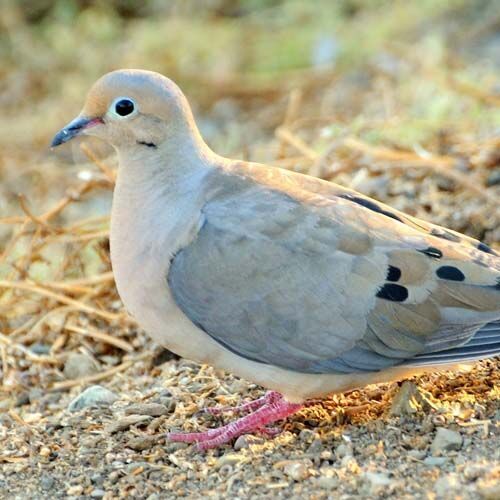 Wisconsin State Symbol of Peace Mourning Dove